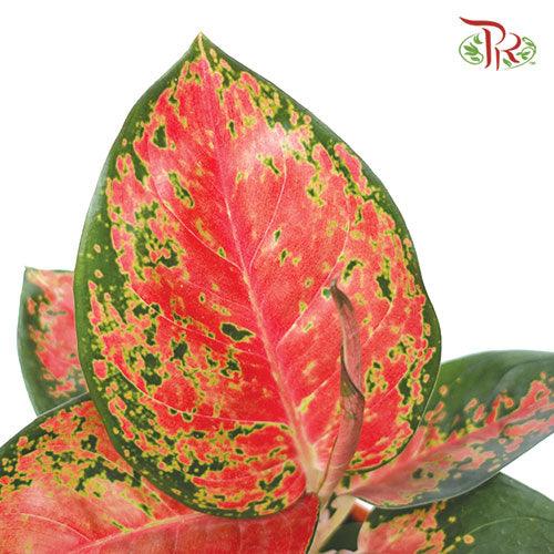 Aglaonema Yuan Yang《粗肋草》-Pudu Ria Florist-prflorist.com.my