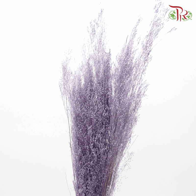 Agrotis Preservative ( 10g ) - ( 0283-3-441 )-Purple-Japan-prflorist.com.my