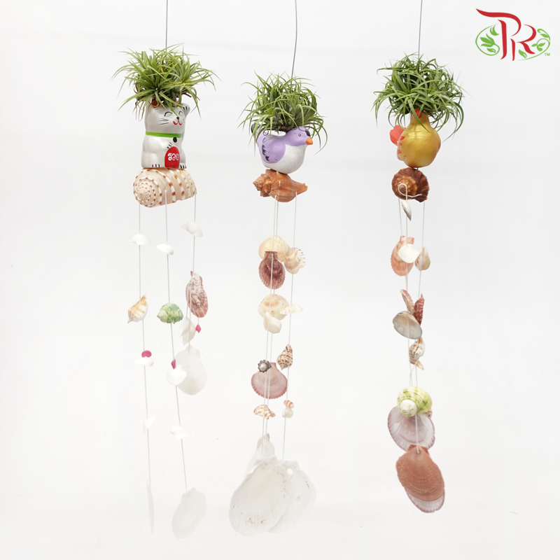Air Plant With Sea Shells《贝壳款空气凤梨》(Random Design)