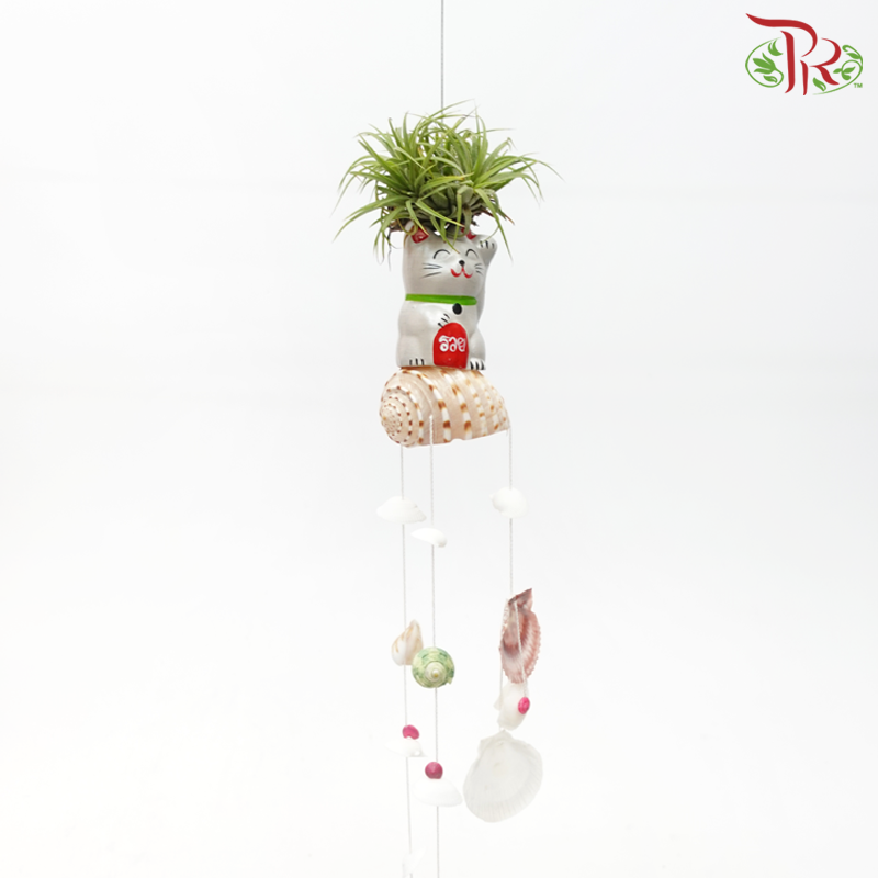 Air Plant With Sea Shells《贝壳款空气凤梨》(Random Design)