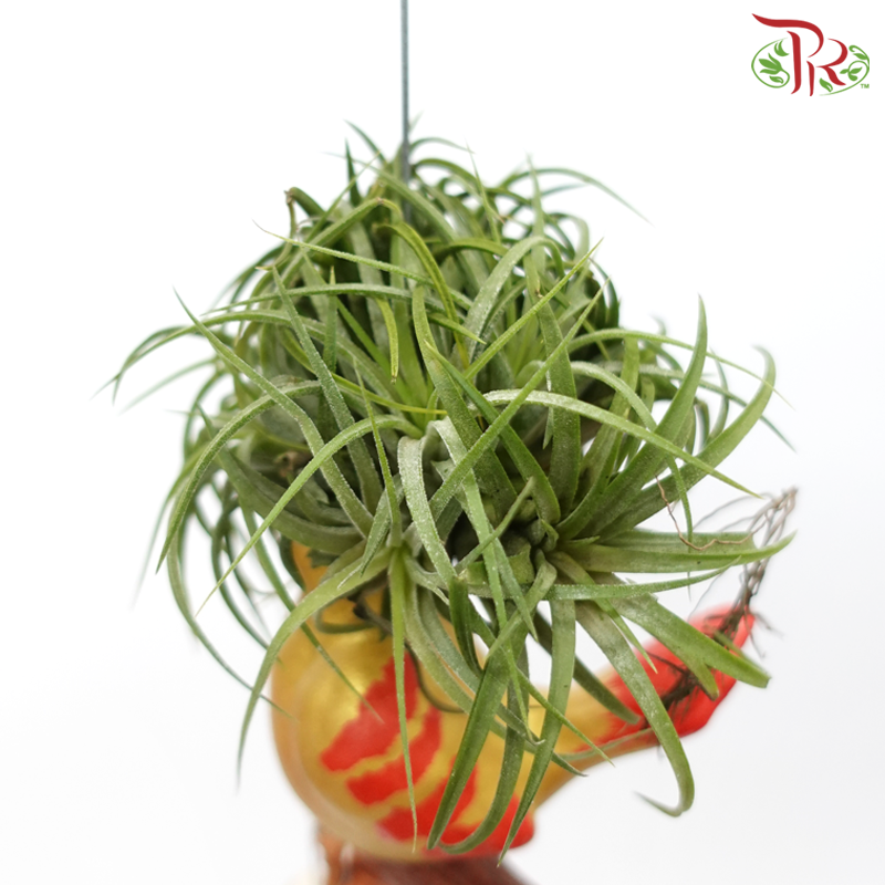 Air Plant With Sea Shells《贝壳款空气凤梨》(Random Design)
