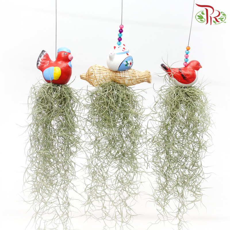 Air Plant《空气凤梨》(Random Design)