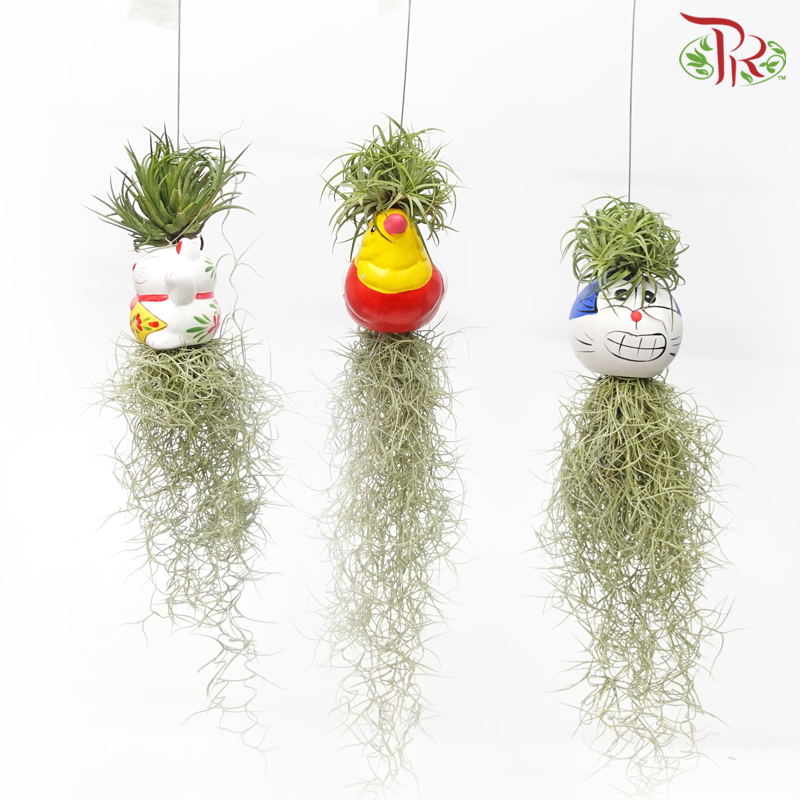 Air Plant《空气凤梨》(Random Design)