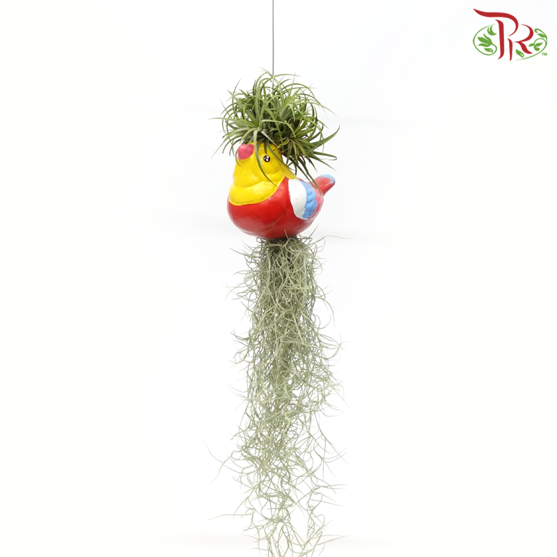 Air Plant《空气凤梨》(Random Design)