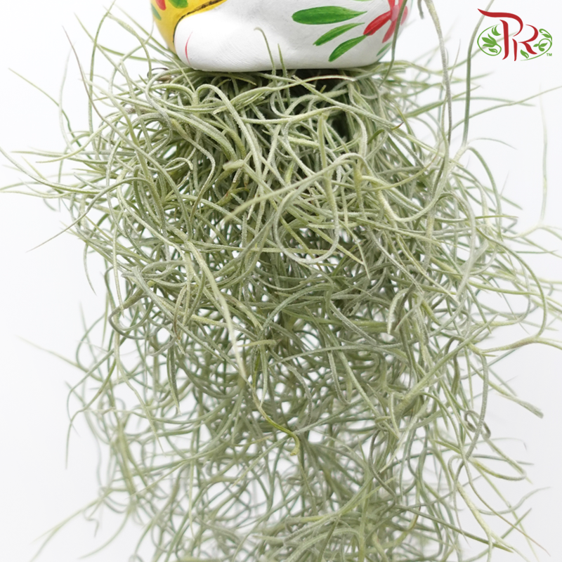 Air Plant《空气凤梨》(Random Design)