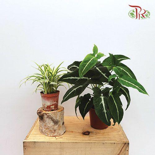 Air Purifying Plants (Combo C)-Pudu Ria Florist-prflorist.com.my