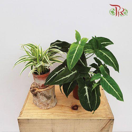 Air Purifying Plants (Combo C)-Pudu Ria Florist-prflorist.com.my