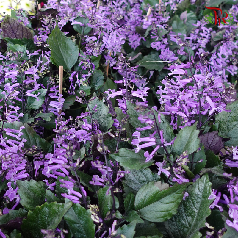 Ajuga Purple Pot Big - Pudu Ria Florist