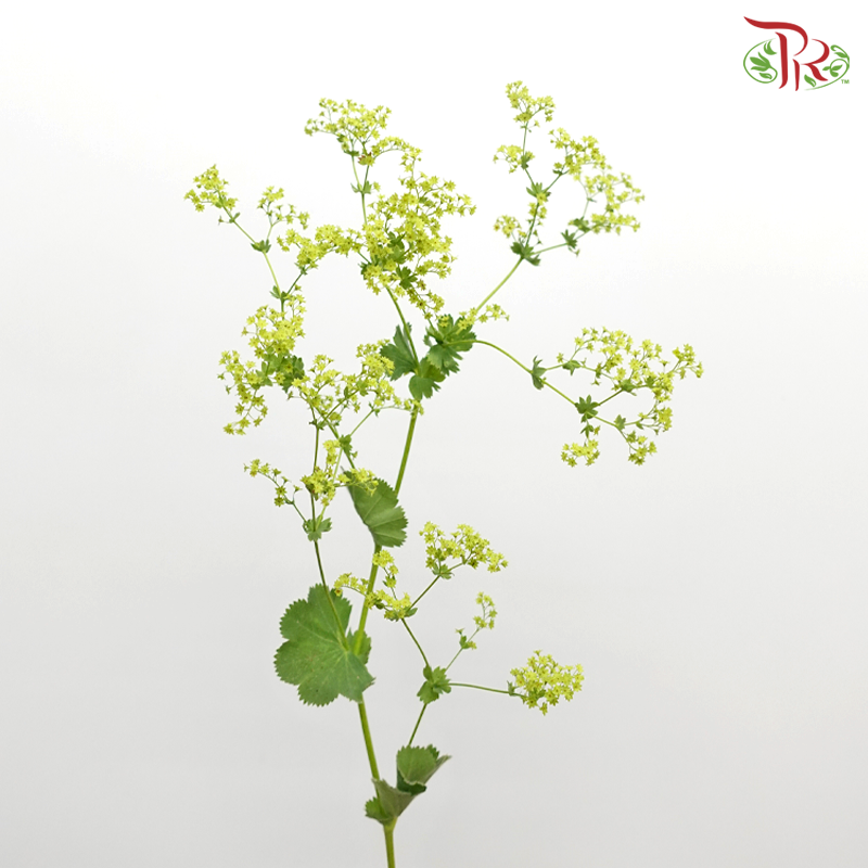 Alchimella (10 Stems)-Netherland-prflorist.com.my