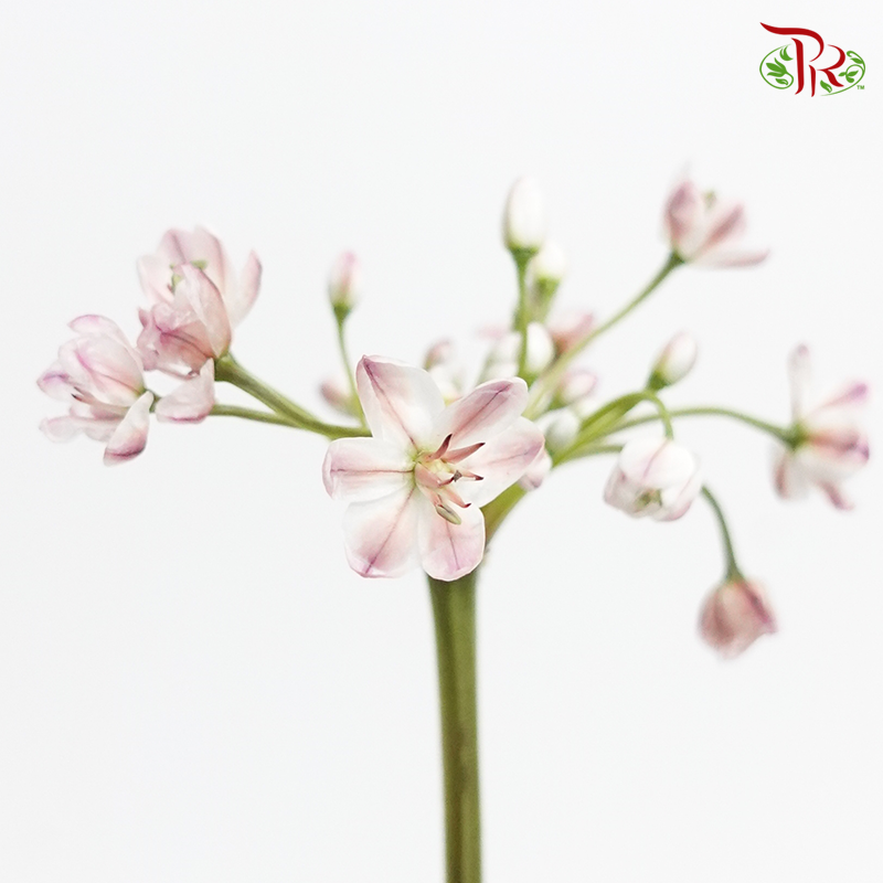 Allium White Pink Small - (5 Stems) - Pudu Ria Florist