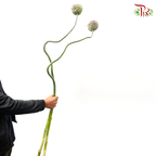 Allium《大花葱》