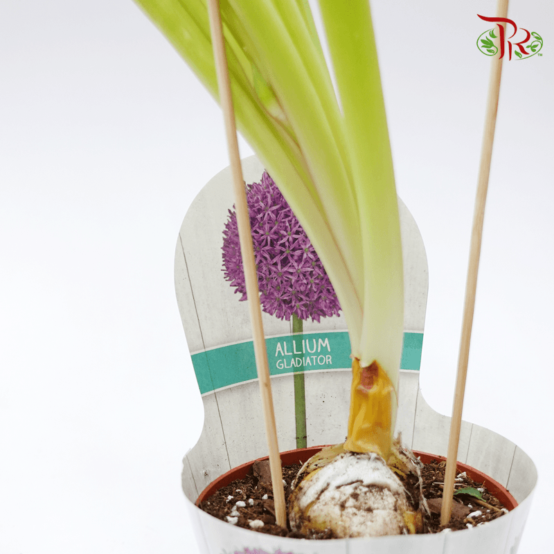 Allium 《大花葱》-Gladiator-Pudu Ria Florist-prflorist.com.my