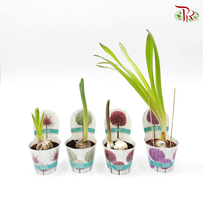 Allium 《大花葱》-Pudu Ria Florist-prflorist.com.my