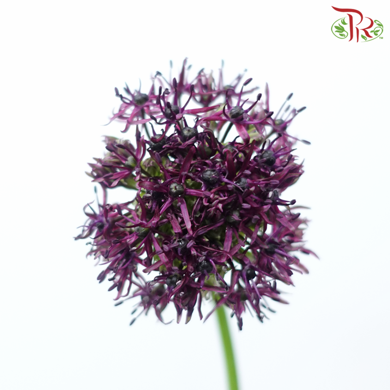 Allium Atropurpureum (10 Stems)-Netherland-prflorist.com.my