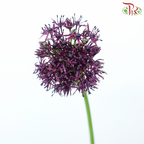 Allium Atropurpureum (10 Stems)-Netherland-prflorist.com.my