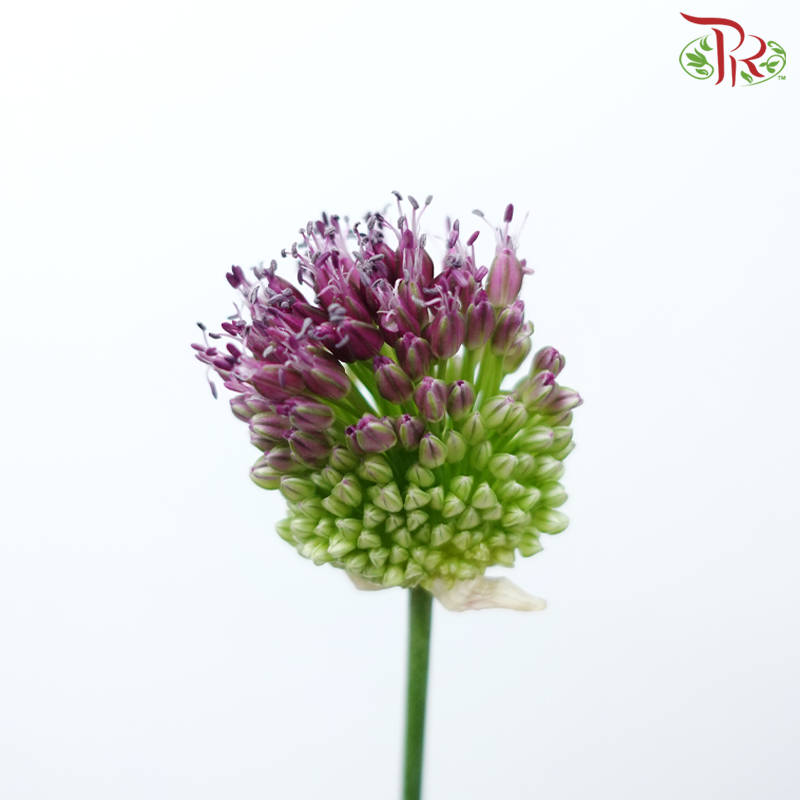 Allium Bullet - (10 Stems)-China-prflorist.com.my