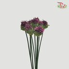 Allium Bullet - Purple (5 Stems)-Purple-Netherland-prflorist.com.my