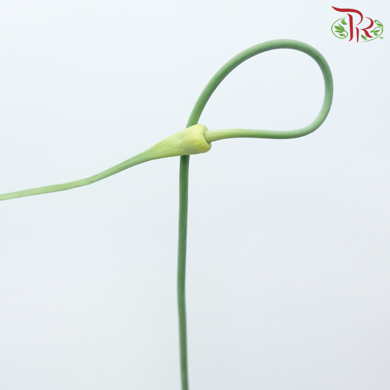 Allium Curry Garlic (5 Stems)-Netherland-prflorist.com.my