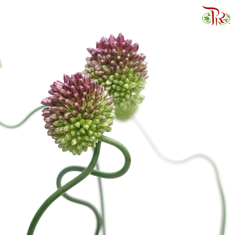 Allium Curved - (10 Stems)-Purple-China-prflorist.com.my
