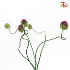 Allium Curved - (10 Stems)-Purple-China-prflorist.com.my