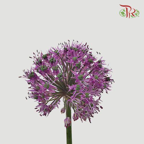 Allium Giganteum / Ambassador - (Per Stem)-Purple-Netherland-prflorist.com.my