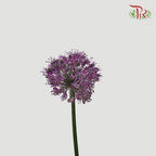 Allium Giganteum / Ambassador - (Per Stem)-Purple-Netherland-prflorist.com.my