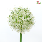 Allium Mount Everest (2 Stems)-Netherland-prflorist.com.my