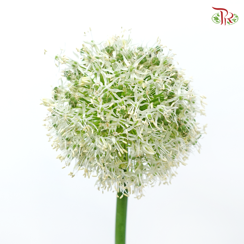 Allium Mount Everest (2 Stems)-Netherland-prflorist.com.my