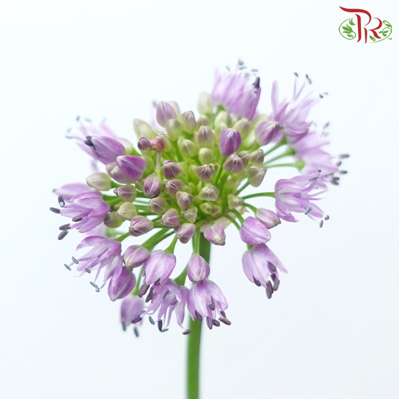 Allium Senescens (5 Stems)-Netherland-prflorist.com.my