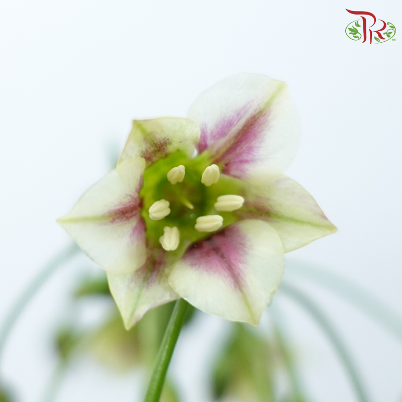 Allium Siculum (5 Stems)-Netherland-prflorist.com.my