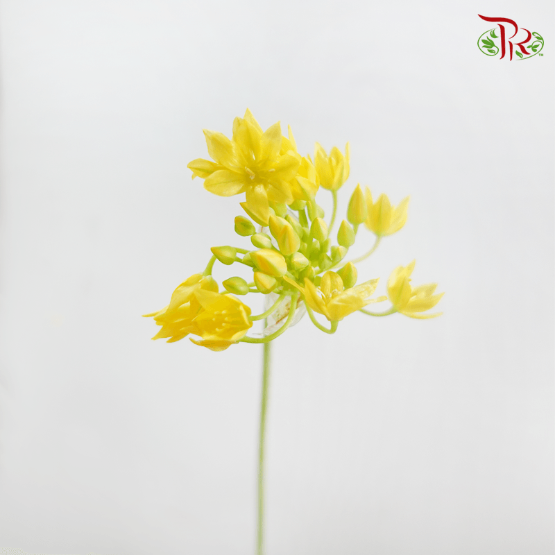 Allium Spray Jeannine Small - 5 Stems-Yellow-Netherland-prflorist.com.my