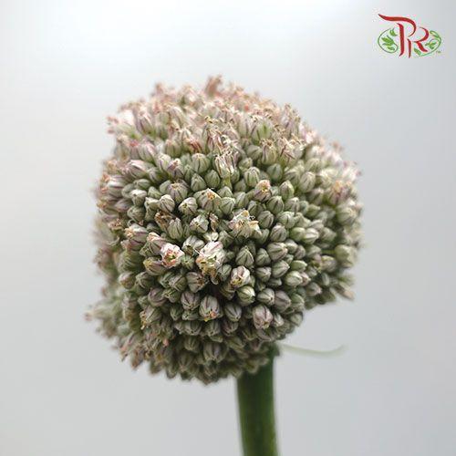 Allium White - (5 Stems)-White-Netherland-prflorist.com.my