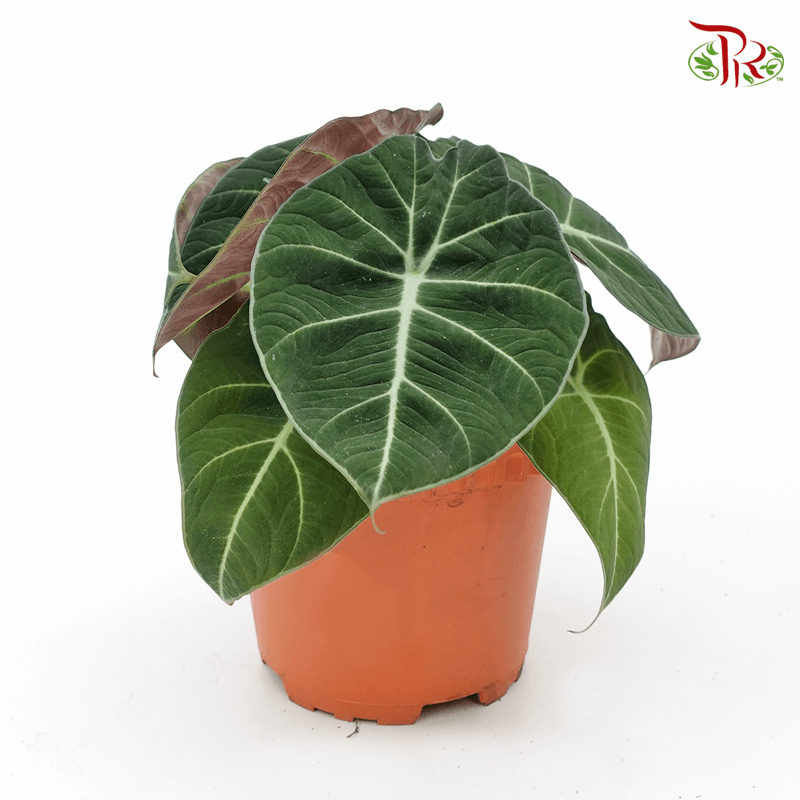 Alocasia Black Velvet 《黑天鹅绒海芋》