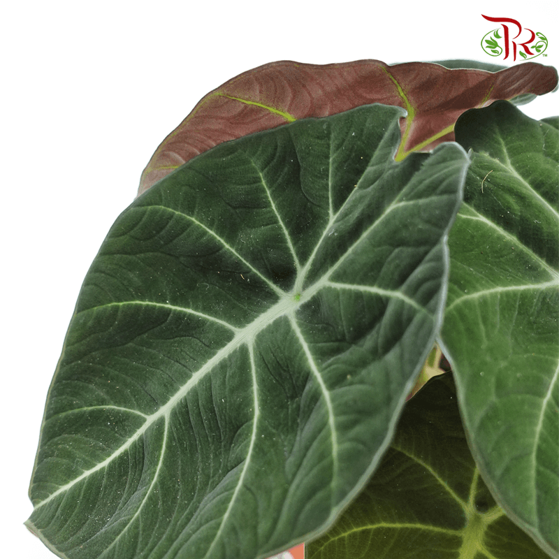 Alocasia Black Velvet 《黑天鹅绒海芋》