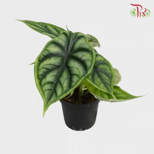 Alocasia Dragon Scale《龙鳞海芋》-Pudu Ria Florist-prflorist.com.my