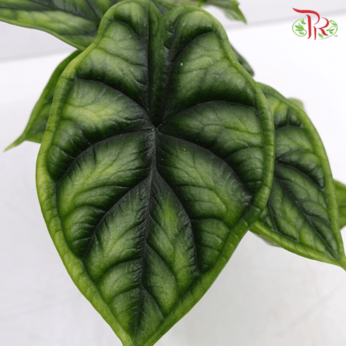 Alocasia Dragon Scale《龙鳞海芋》-Pudu Ria Florist-prflorist.com.my