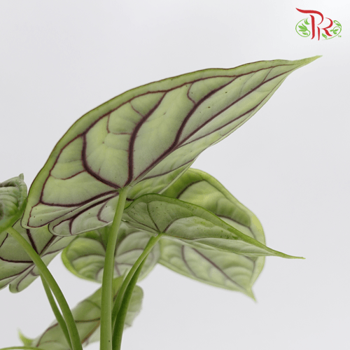 Alocasia Dragon Scale《龙鳞海芋》-Pudu Ria Florist-prflorist.com.my