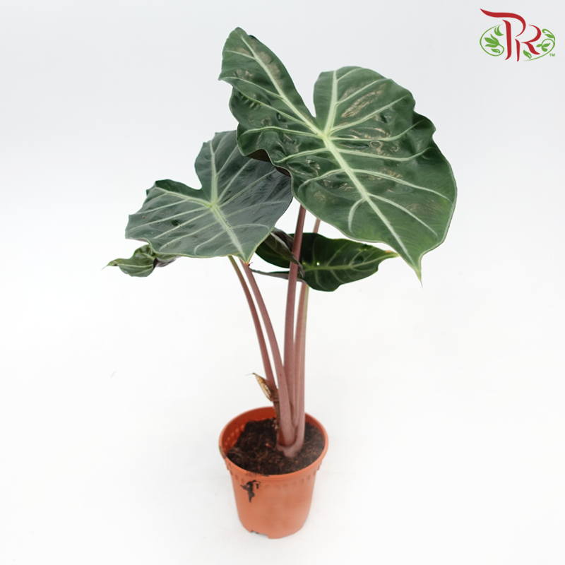 Alocasia Flamingo《海芋》