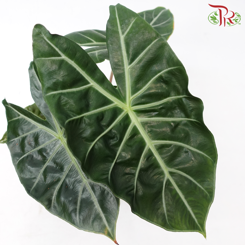 Alocasia Flamingo《海芋》