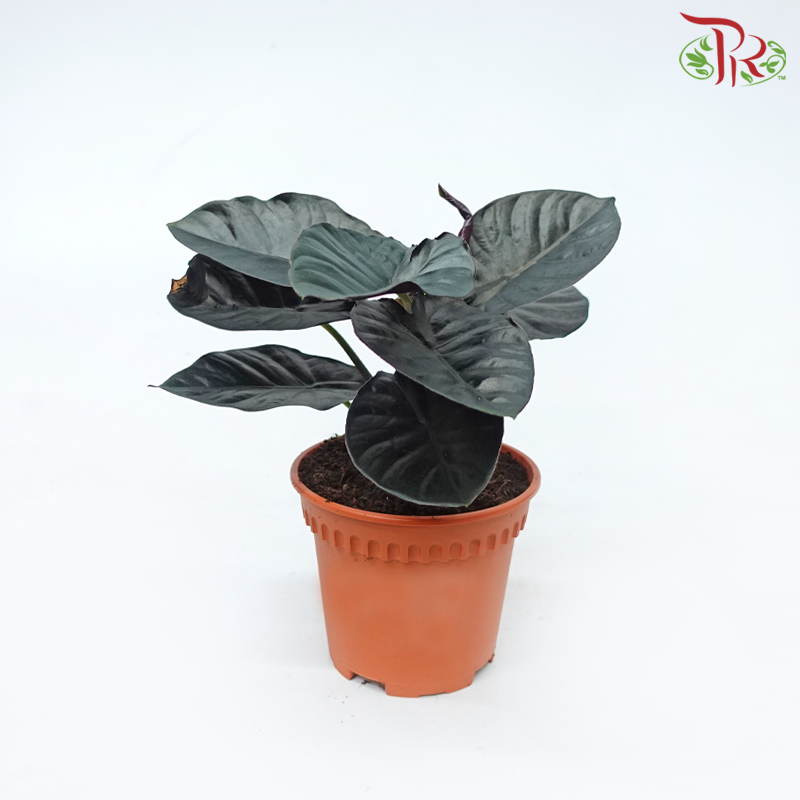 Alocasia Infernalis《吸血鬼海芋》