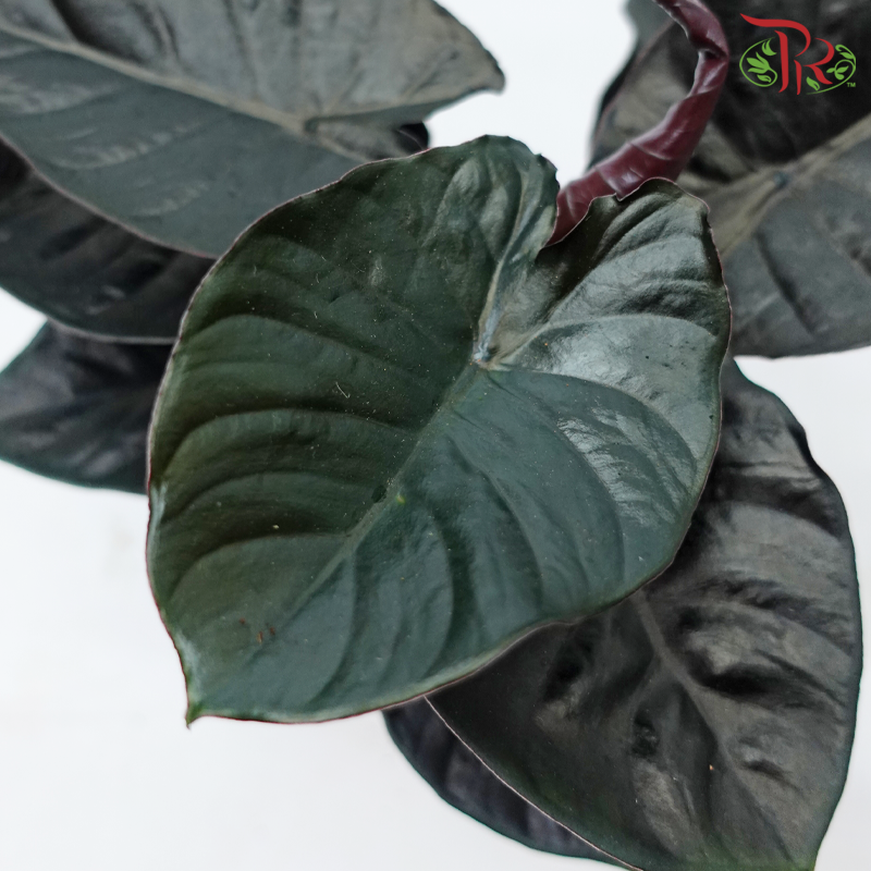 Alocasia Infernalis P120《吸血鬼海芋》-Pudu Ria Florist-prflorist.com.my