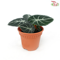 Alocasia Ninja P120《黑天鹅海芋》(H08)