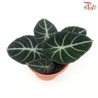 Alocasia Ninja P120《黑天鹅海芋》(H08)