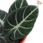Alocasia Ninja P120《黑天鹅海芋》(H08)