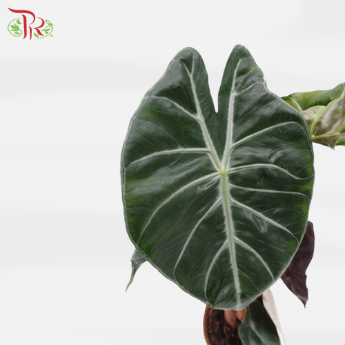 Alocasia Pink Dragon 《粉紅龍海芋》-Pudu Ria Florist-prflorist.com.my