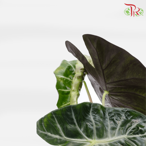 Alocasia Pink Dragon 《粉紅龍海芋》-Pudu Ria Florist-prflorist.com.my