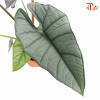Alocasia Platinum《铂金海芋》