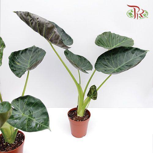 Alocasia Regal Shields-Pudu Ria Florist-prflorist.com.my