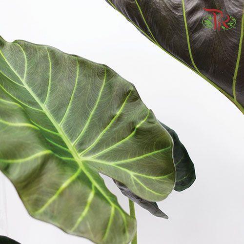 Alocasia Regal Shields-Pudu Ria Florist-prflorist.com.my