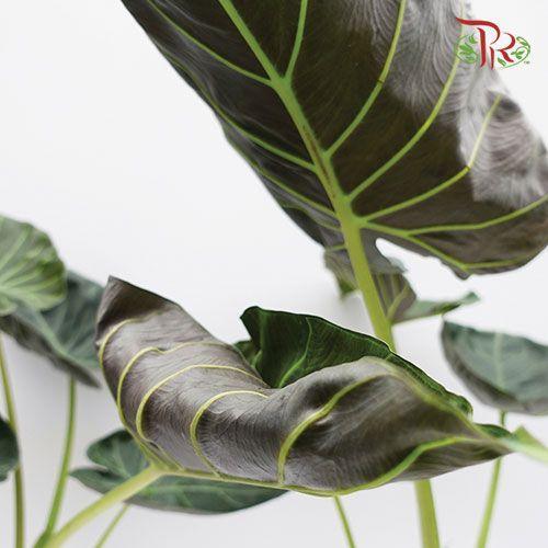 Alocasia Regal Shields-Pudu Ria Florist-prflorist.com.my